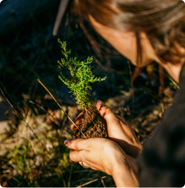 reforestar